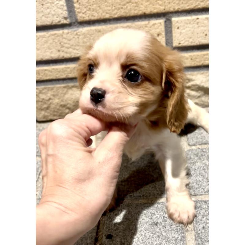 販売中の奈良県のキャバリアキングチャールズスパニエル-421368の3枚目