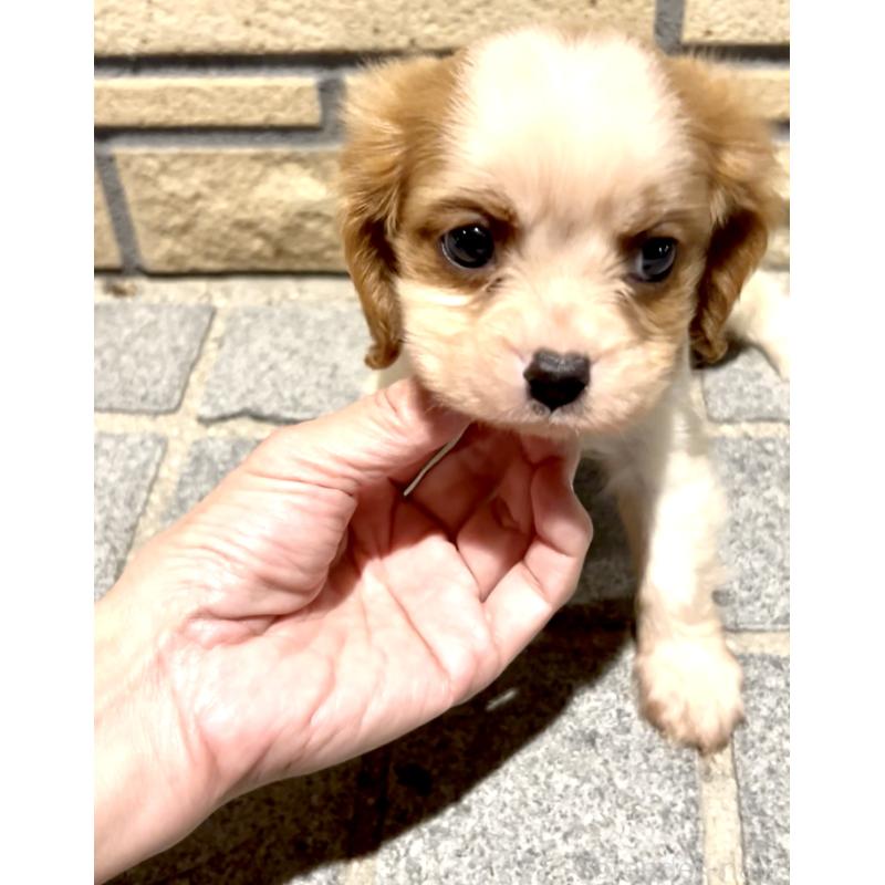 販売中の奈良県のキャバリアキングチャールズスパニエル-421368の2枚目