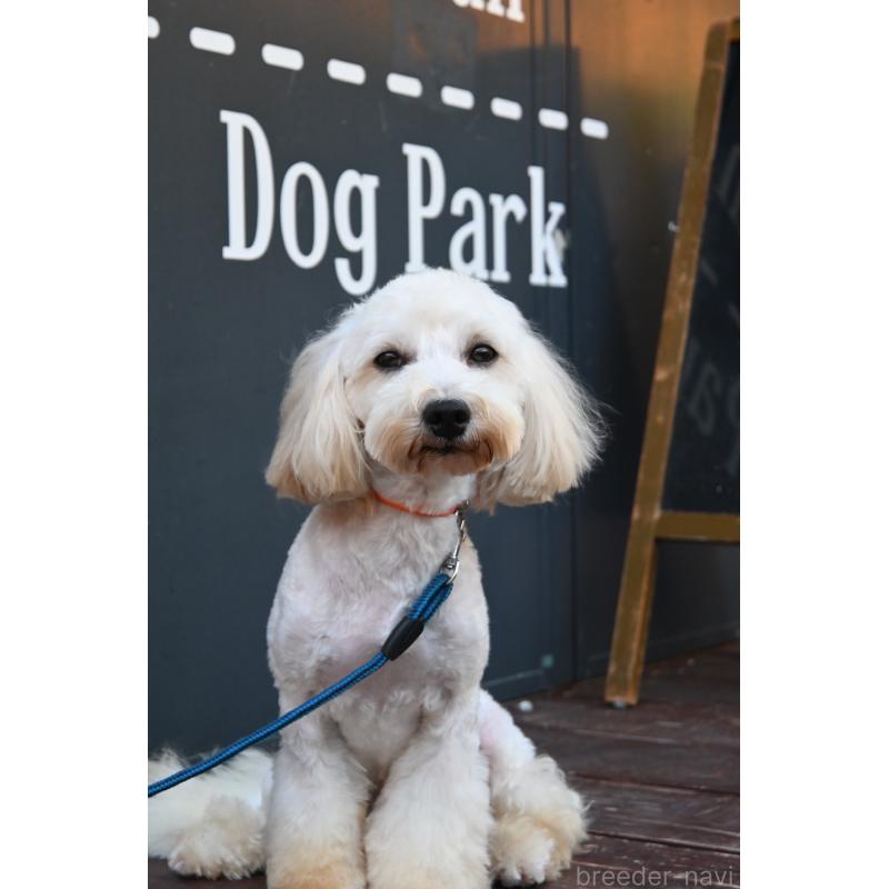 販売中の山口県のマルプー:マルチーズ×トイプードル-337835の2枚目