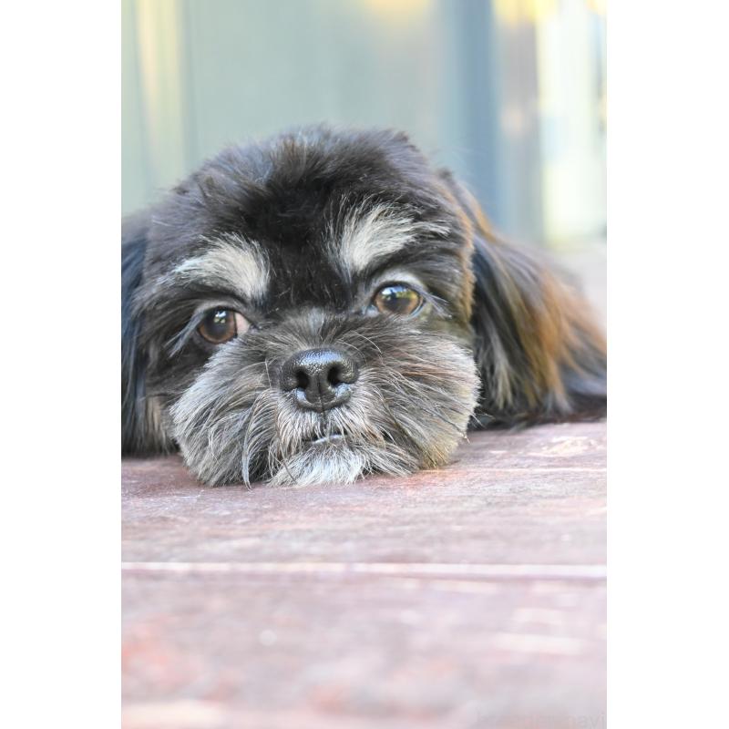 販売中の山口県のチワズー:チワワ×シーズー-409720の4枚目