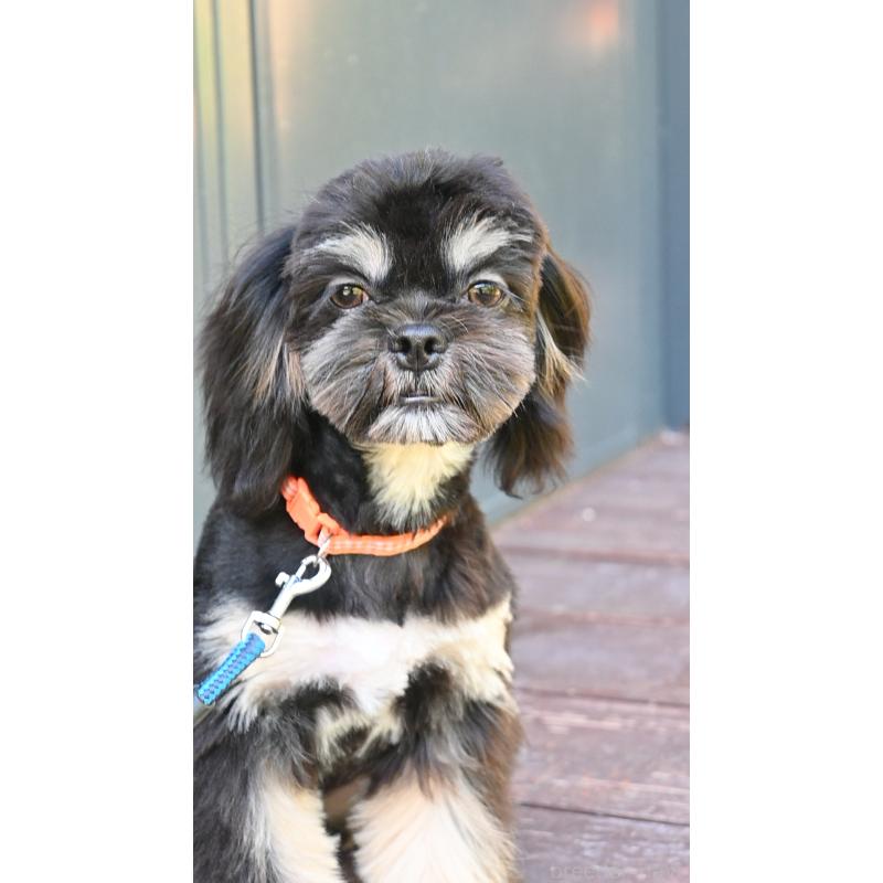 販売中の山口県のチワズー:チワワ×シーズー-409720の3枚目