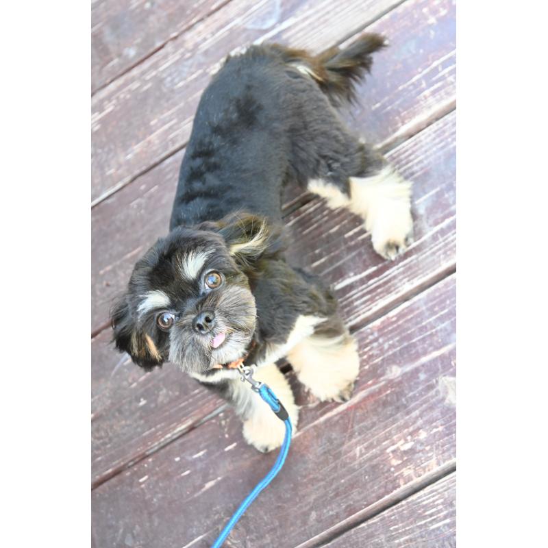 販売中の山口県のチワズー:チワワ×シーズー-409720の2枚目