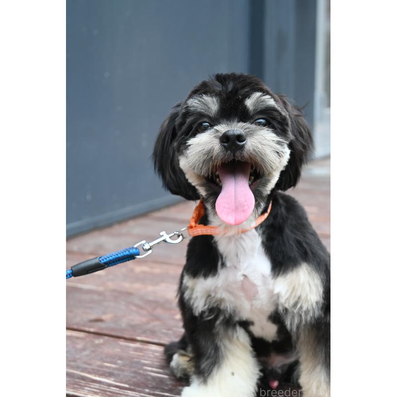 販売中の山口県のチワズー:チワワ×シーズー-409965の5枚目