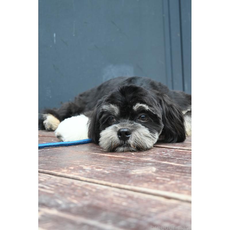 販売中の山口県のチワズー:チワワ×シーズー-409965の4枚目