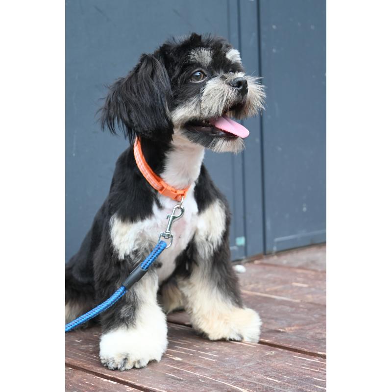 販売中の山口県のチワズー:チワワ×シーズー-409965の3枚目