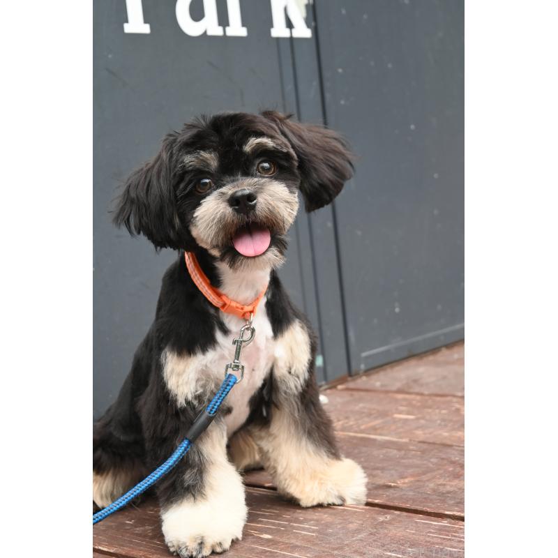 販売中の山口県のチワズー:チワワ×シーズー-409965の2枚目