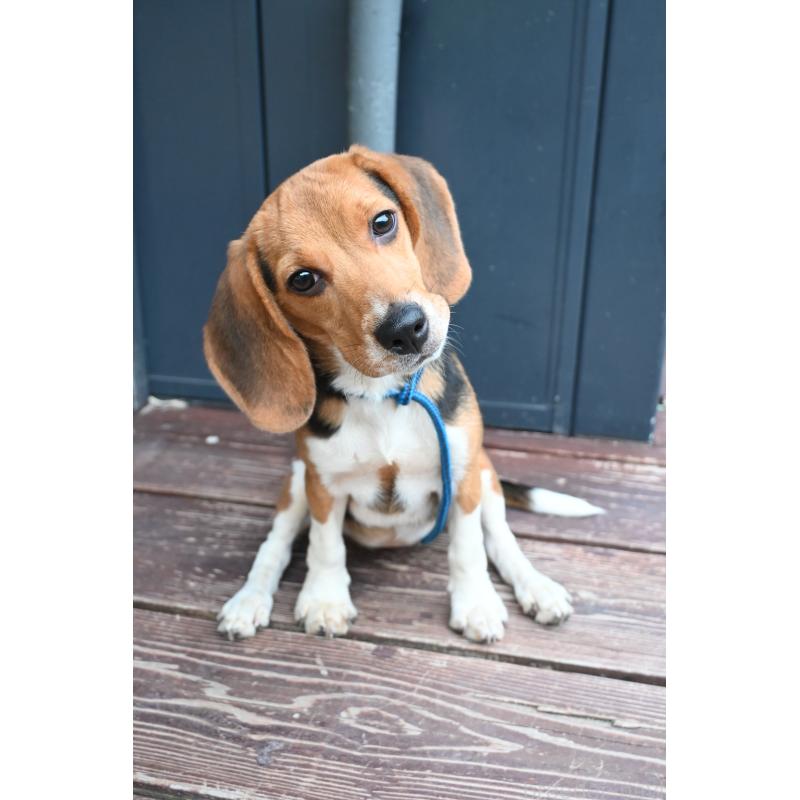 成約済の山口県のビーグル-409665の4枚目