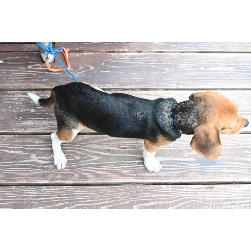 成約済の山口県のビーグル-409665の3枚目