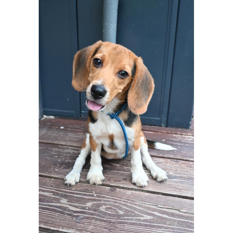 成約済の山口県のビーグル-409665の2枚目