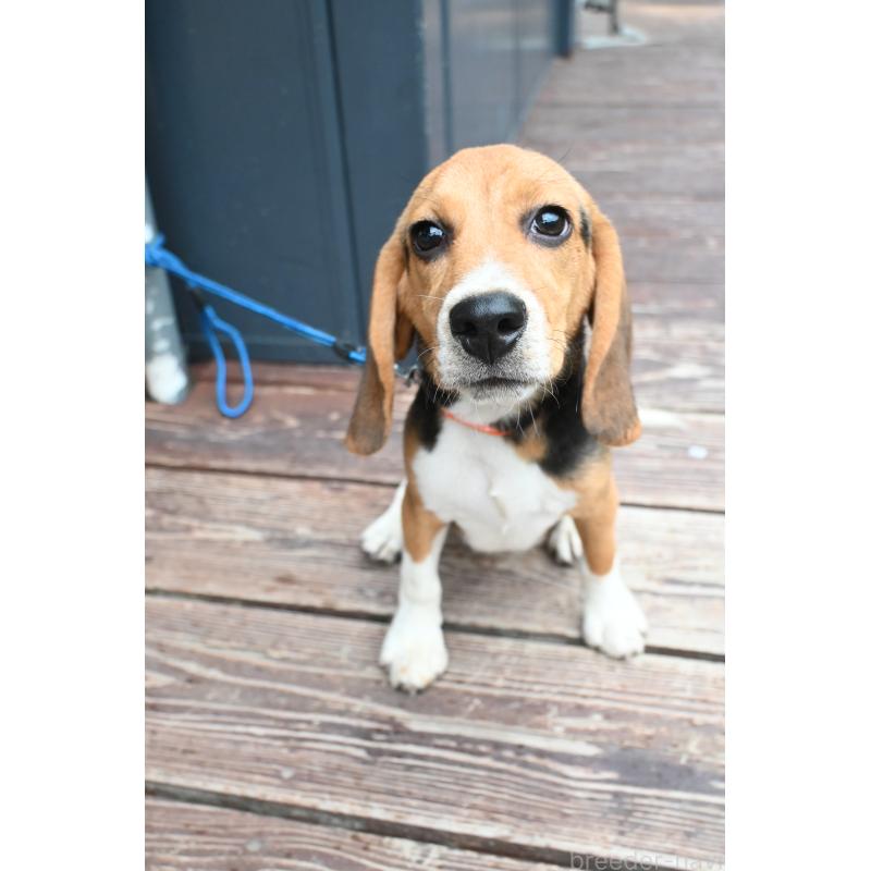 販売中の山口県のビーグル-409657の4枚目