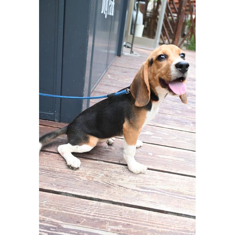 販売中の山口県のビーグル-409657の3枚目