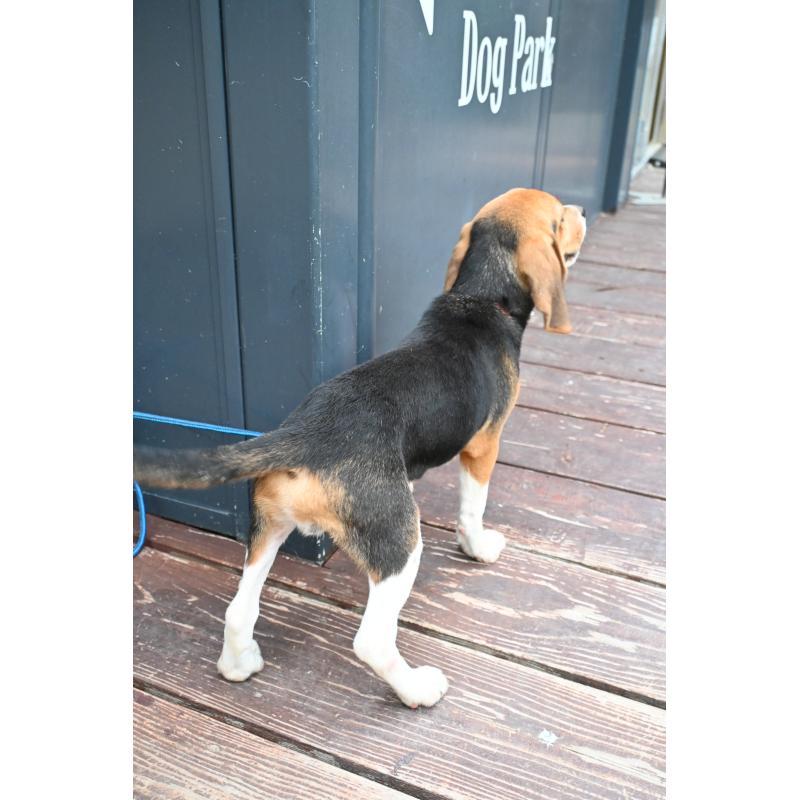 販売中の山口県のビーグル-409657の2枚目