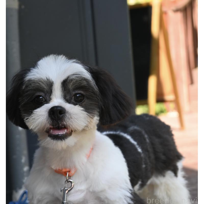 販売中の山口県のチワズー:チワワ×シーズー-409721の4枚目