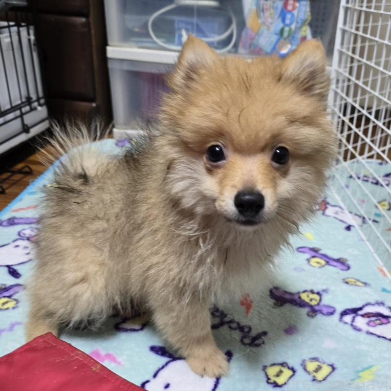 販売中の岡山県のポメラニアン-406319の8枚目