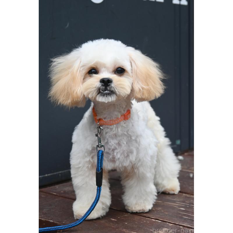販売中の山口県のミックス犬-409819の6枚目