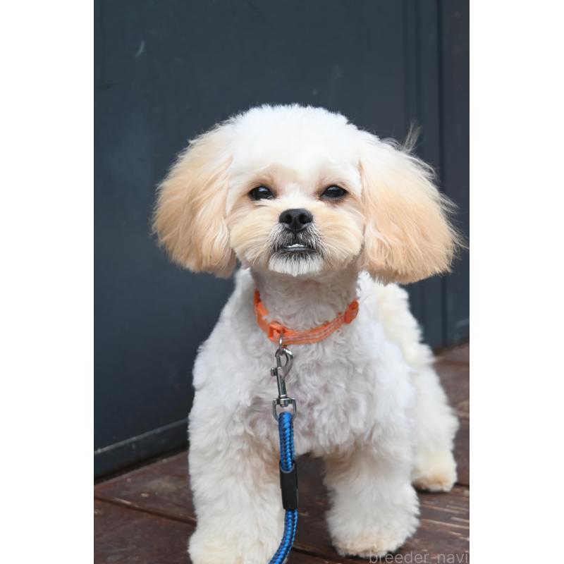 販売中の山口県のミックス犬-409819の5枚目
