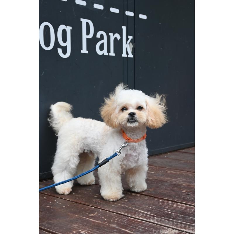 販売中の山口県のミックス犬-409819の3枚目
