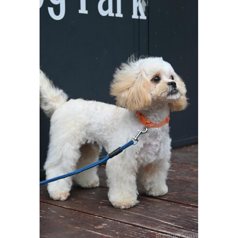 販売中の山口県のミックス犬-409819の2枚目