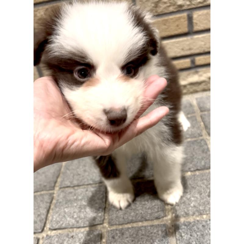 販売中の奈良県のボーダーコリー-421371の6枚目