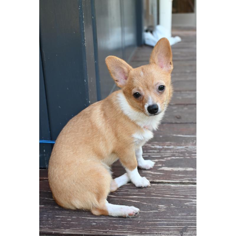 販売中の山口県のミックス犬-400664の5枚目