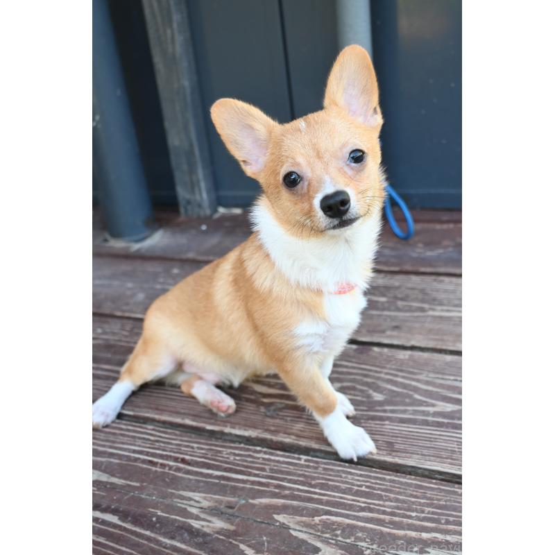 販売中の山口県のミックス犬-400664の4枚目