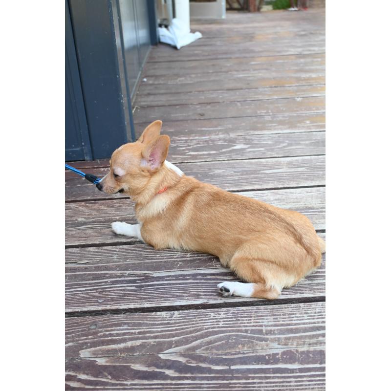 販売中の山口県のミックス犬-400664の3枚目