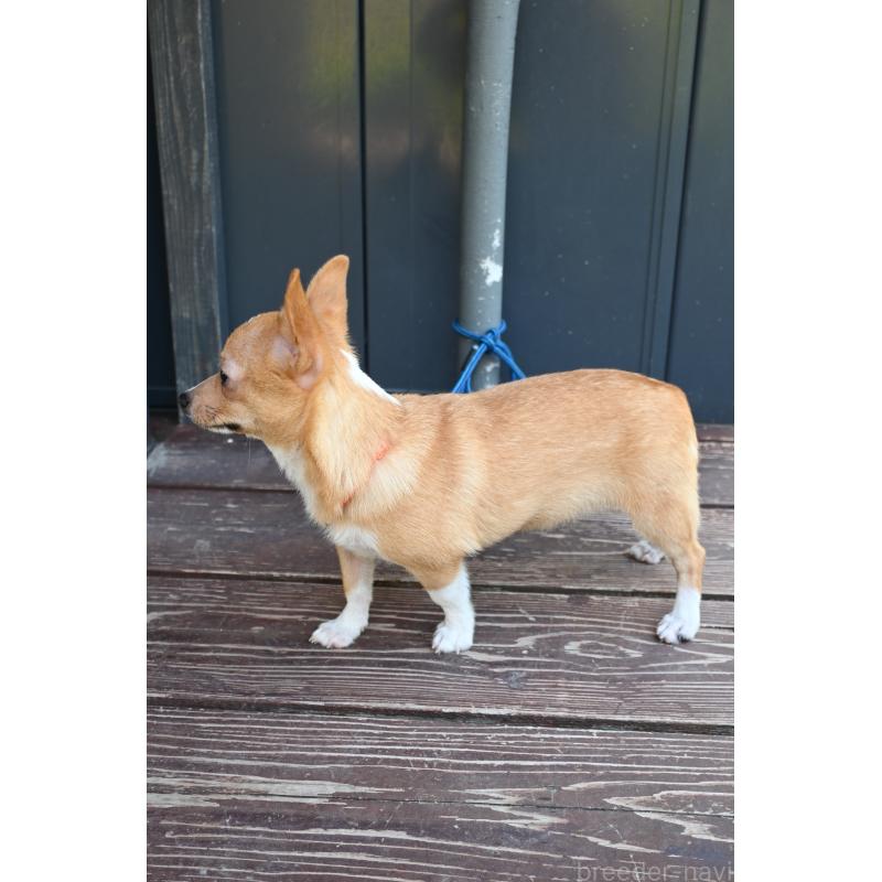 販売中の山口県のミックス犬-400664の2枚目