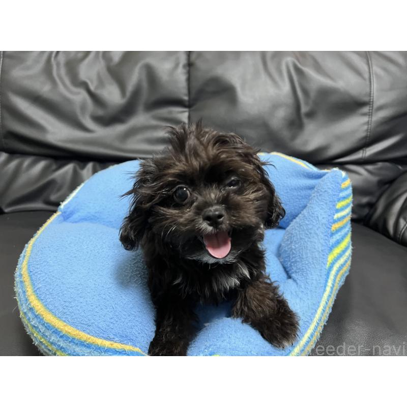 販売中の栃木県のミックス犬-415474の1枚目