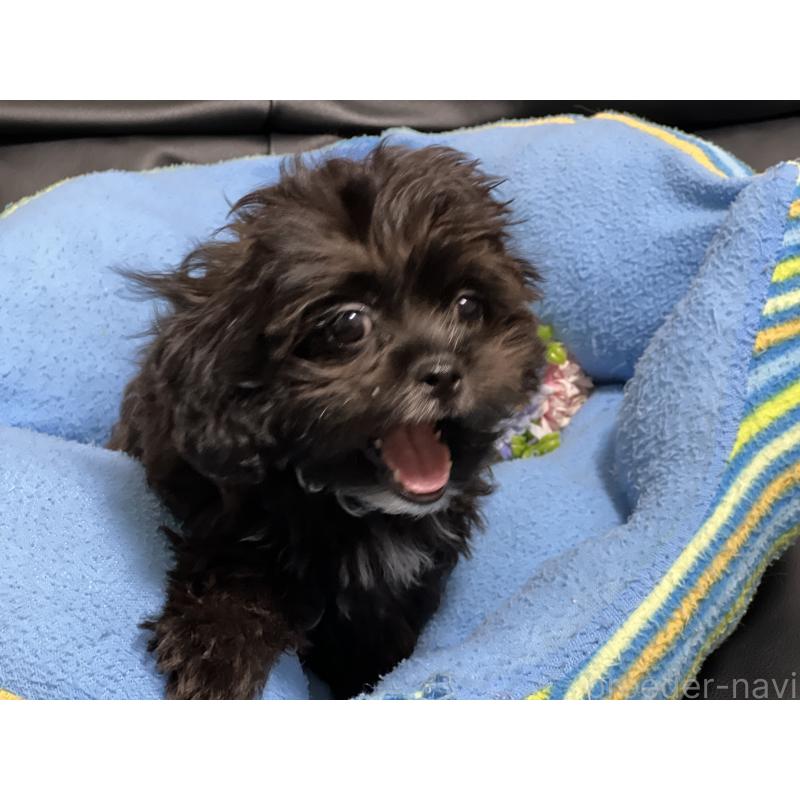 販売中の栃木県のミックス犬-415474の3枚目