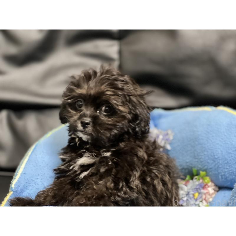 販売中の栃木県のミックス犬-415474の2枚目