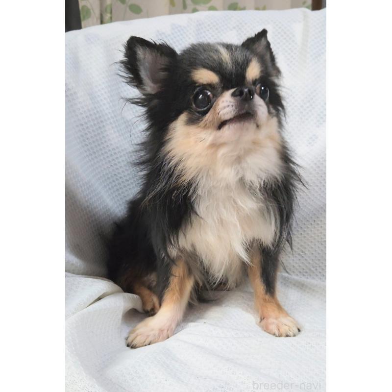 成約済の群馬県のチワワ(ロングコート)-420297の12枚目