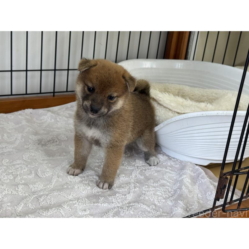 販売中の岡山県の柴犬-421393の5枚目