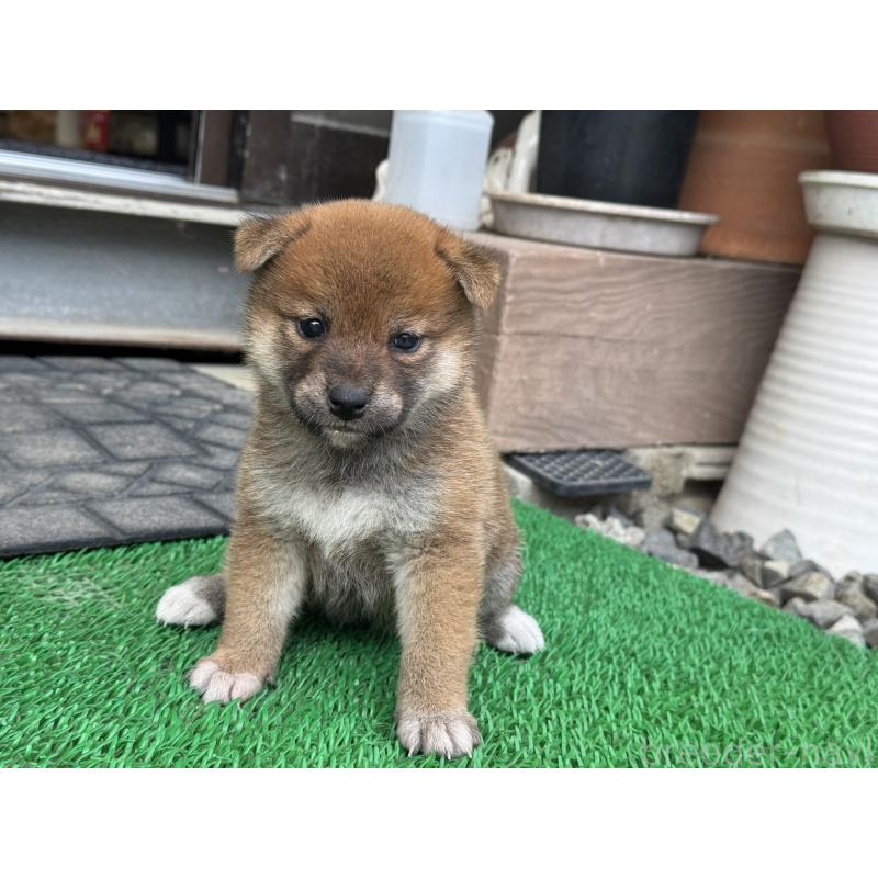 販売中の岡山県の柴犬-421393の1枚目