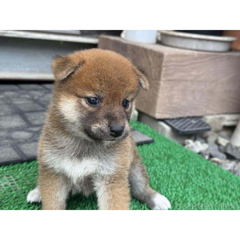 販売中の岡山県の柴犬-421393の4枚目