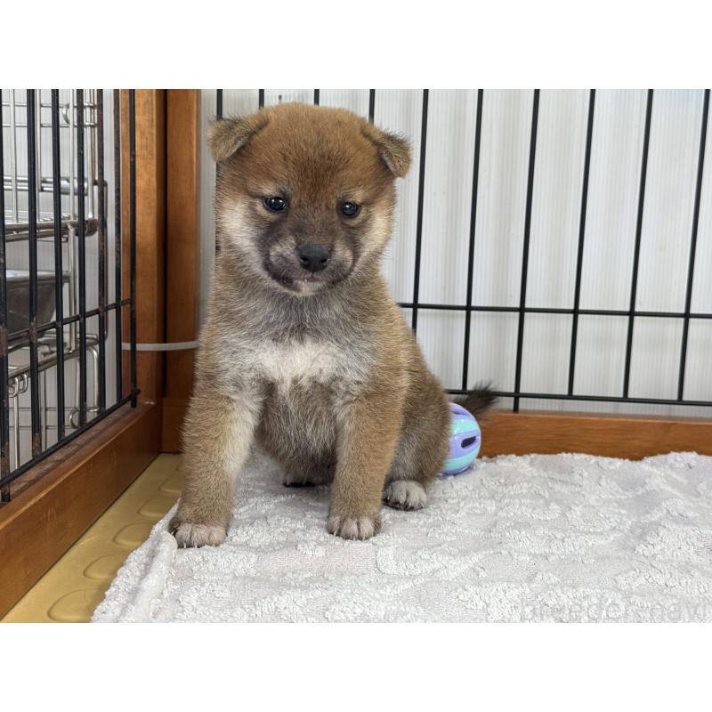 販売中の岡山県の柴犬-421393の3枚目
