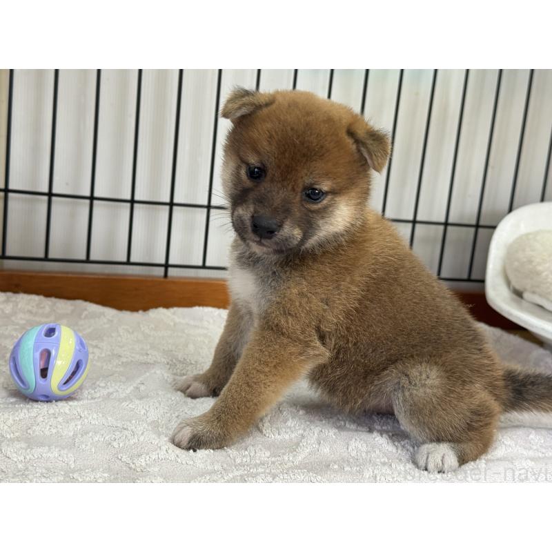 販売中の岡山県の柴犬-421393の2枚目