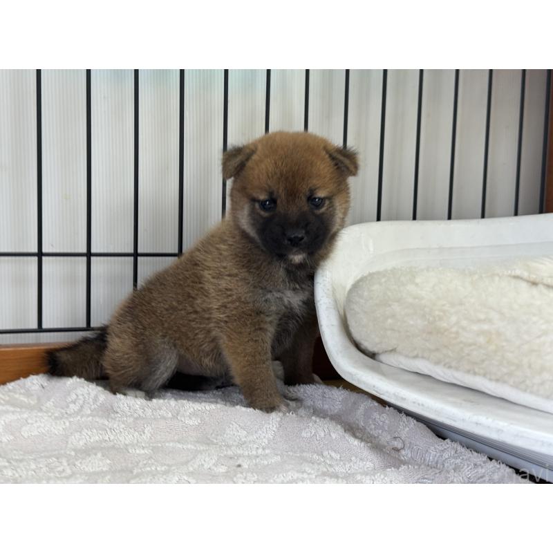 販売中の岡山県の柴犬-421394の5枚目