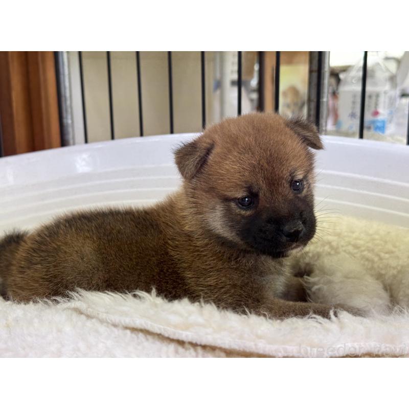 販売中の岡山県の柴犬-421394の4枚目