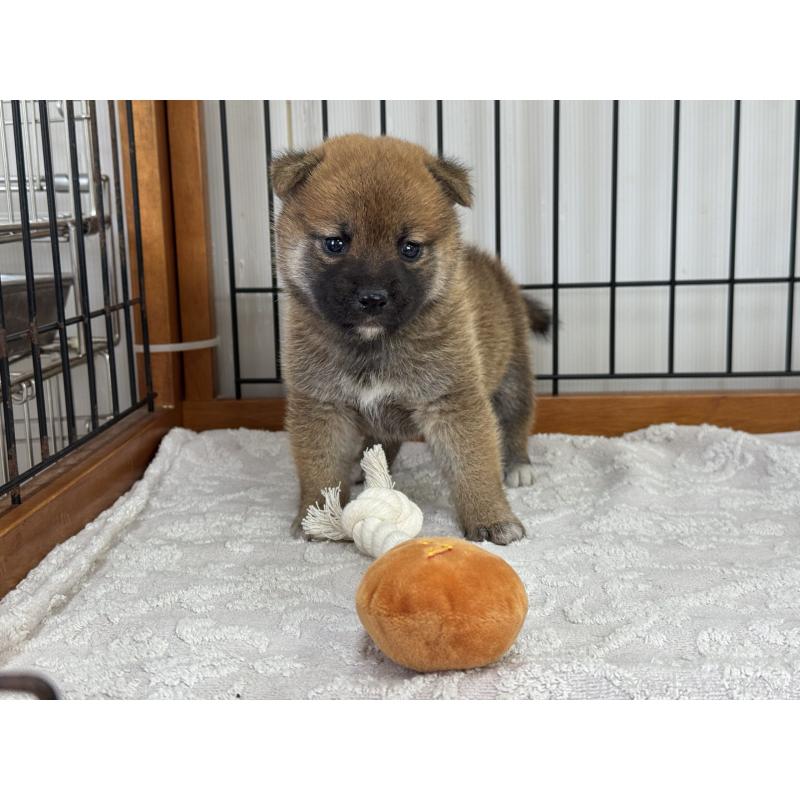 販売中の岡山県の柴犬-421394の3枚目