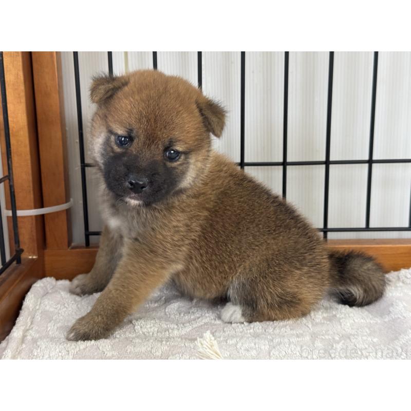 販売中の岡山県の柴犬-421394の1枚目