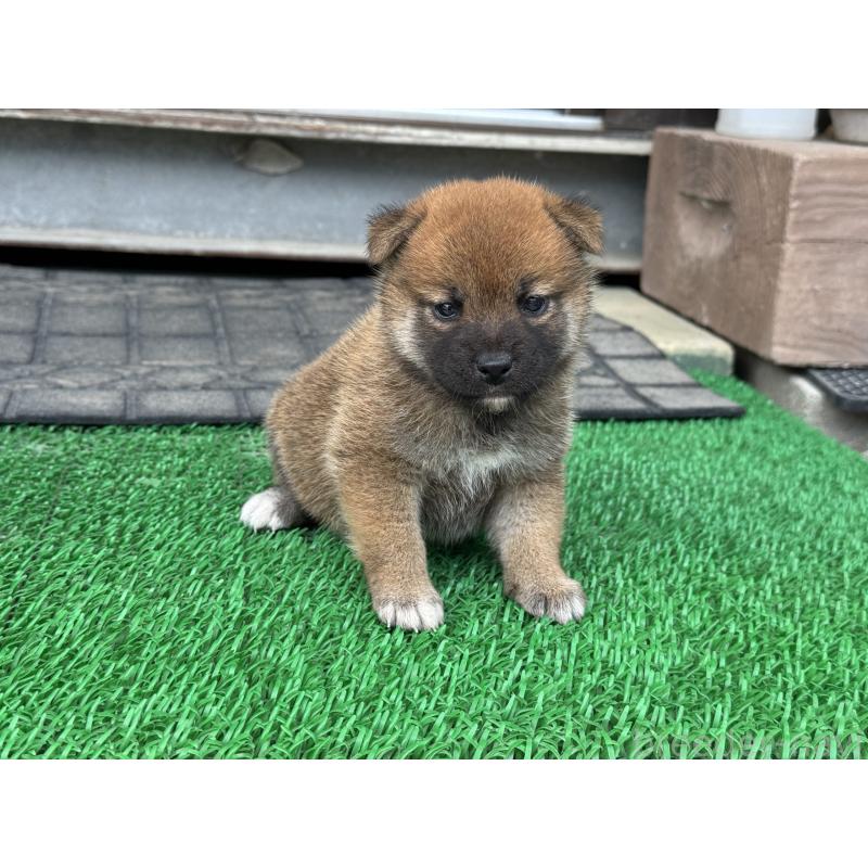 販売中の岡山県の柴犬-421394の2枚目