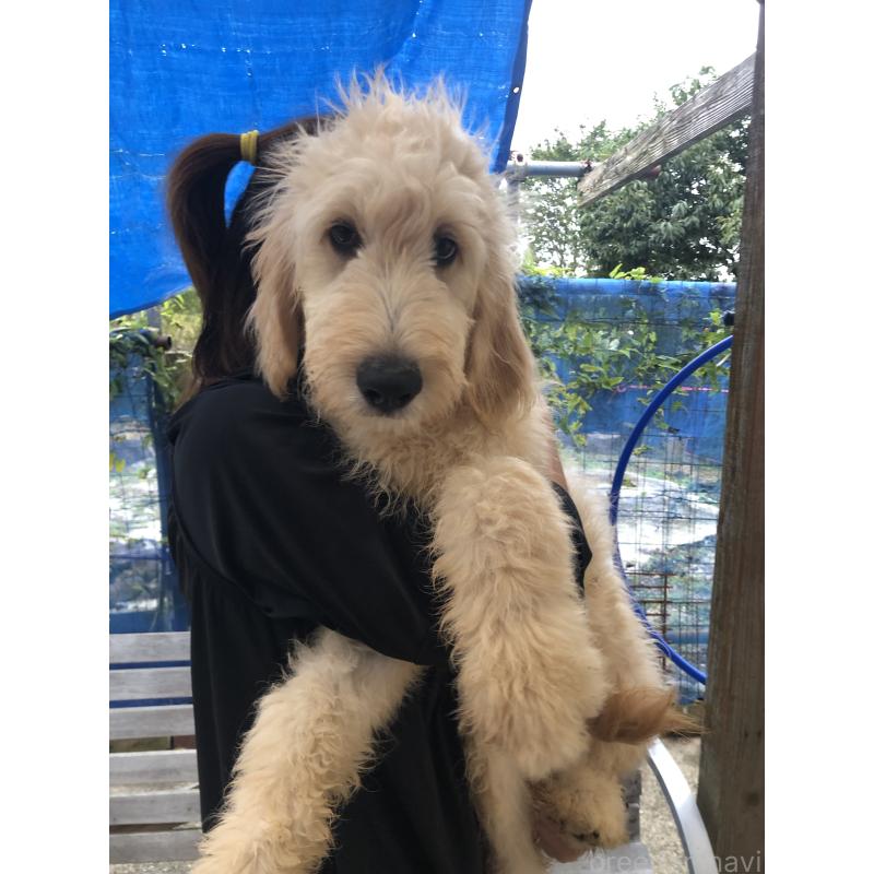 販売中の兵庫県のゴールデンドゥードル:ゴールデンレトリーバー×プードル-399114の17枚目