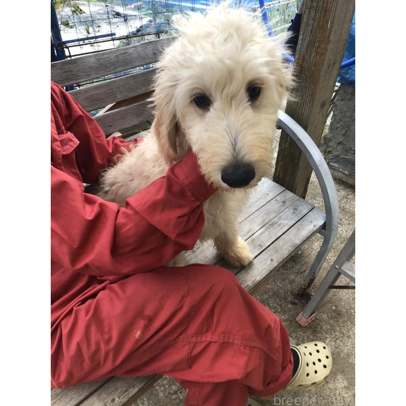 販売中の兵庫県のゴールデンドゥードル:ゴールデンレトリーバー×プードル-399114の16枚目