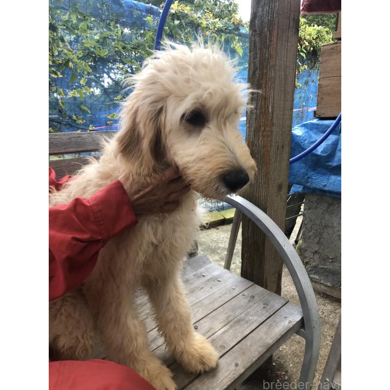 販売中の兵庫県のゴールデンドゥードル:ゴールデンレトリーバー×プードル-399114の15枚目