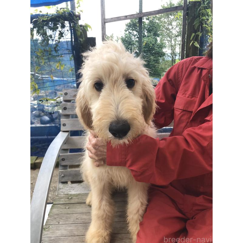 販売中ののゴールデンドゥードル:ゴールデンレトリーバー×プードル-399114