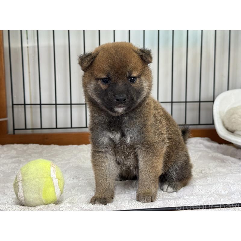 販売中の岡山県の柴犬-421398の1枚目