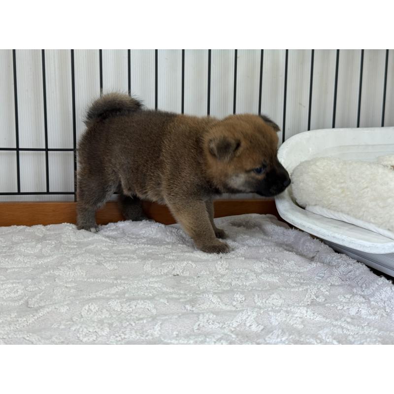 販売中の岡山県の柴犬-421398の5枚目