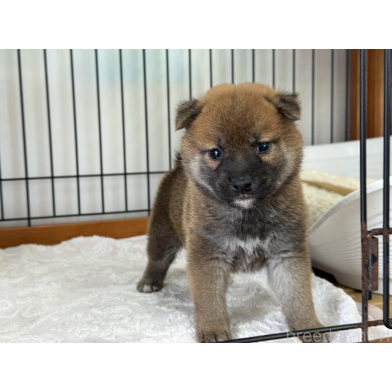販売中の岡山県の柴犬-421398の4枚目
