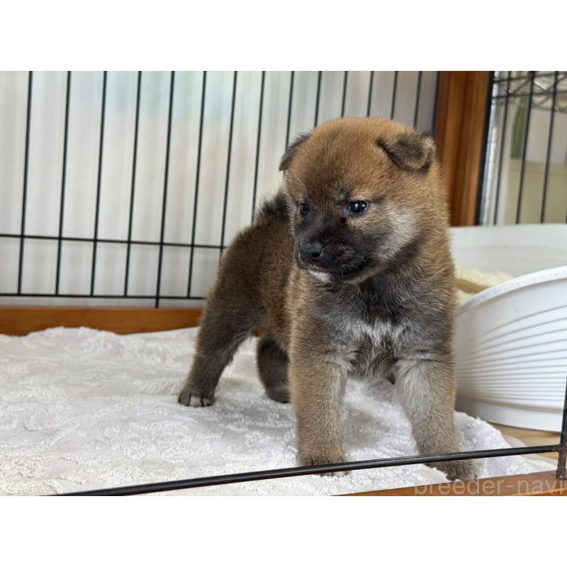 販売中の岡山県の柴犬-421398の3枚目