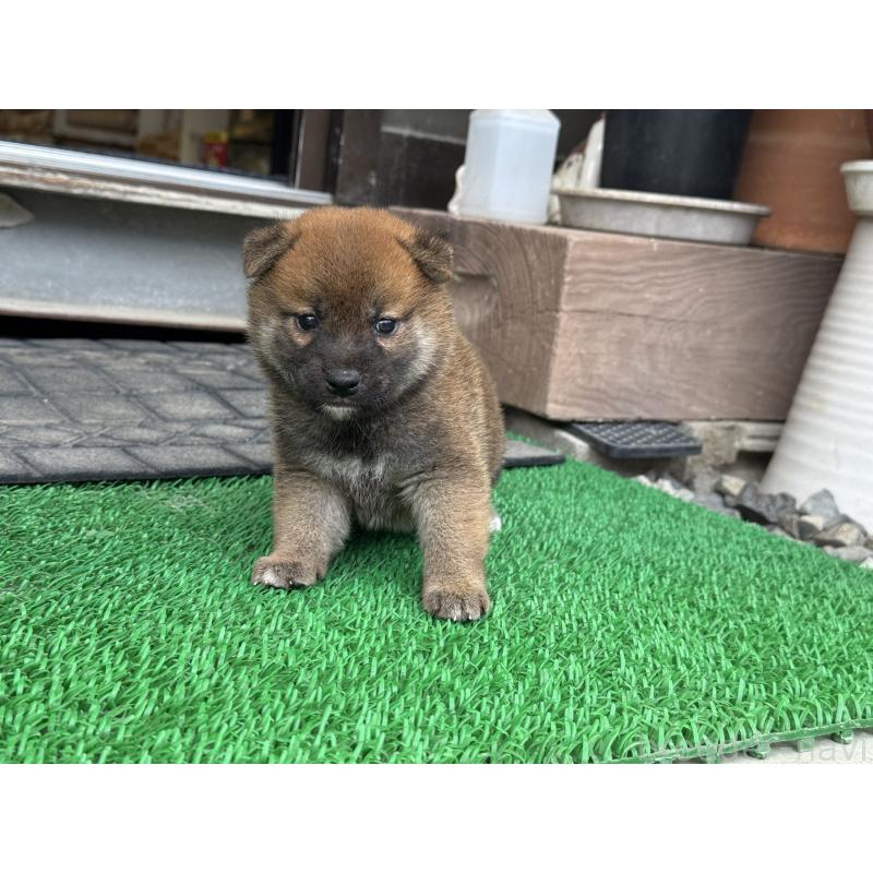 販売中の岡山県の柴犬-421398の2枚目